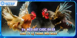 5+ Mẹo Chơi Đá Gà Tăng Tỷ Lệ Thắng Mỗi Ngày