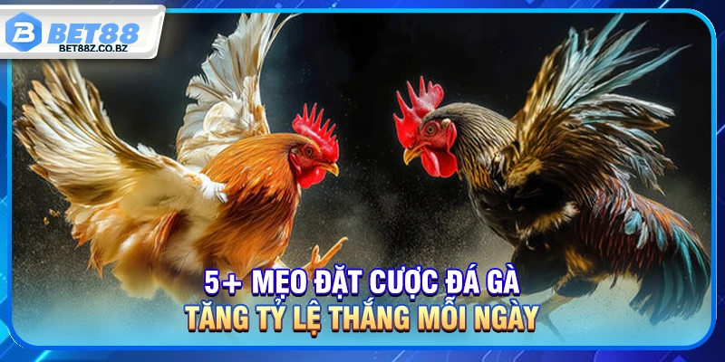 5+ Mẹo Chơi Đá Gà Tăng Tỷ Lệ Thắng Mỗi Ngày