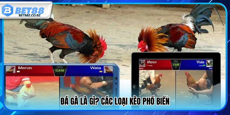 Đá gà là gì và những kèo cược phổ biến hiện nay 
