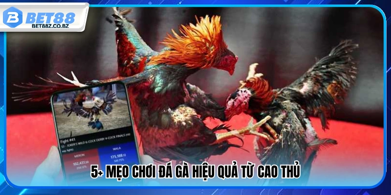 5+ mẹo chơi đá gà giúp tăng cơ hội chiến thắng 