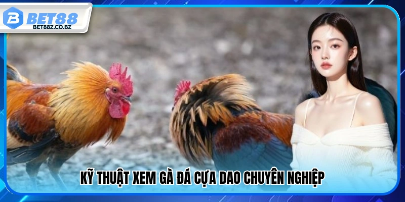 Mẹo chơi đá gà nhận biết gà đá cựa dao chuẩn xác như cao thủ